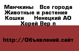 Манчкины - Все города Животные и растения » Кошки   . Ненецкий АО,Хорей-Вер п.